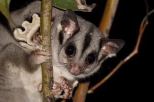 Sugar Glider