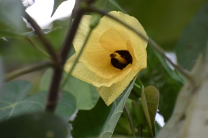 Burao Flower