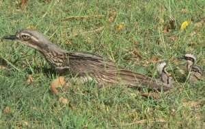 Bush Stone-curlew