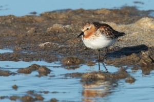 Red-necked Stint