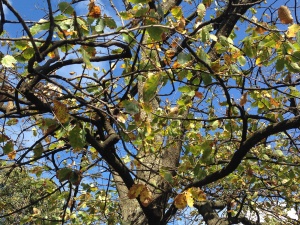 English Oak