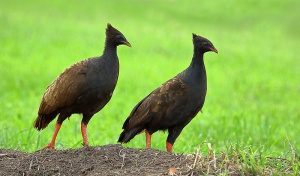 Orange-footed Scrubfowl