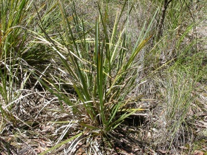 Spiny-headed Mat-rush