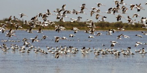Bibra Lake, WA