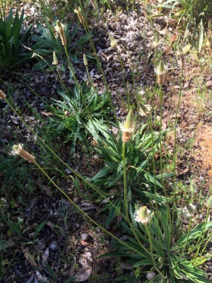 Ribwort Plantain