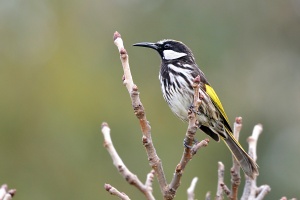 White-cheeked Honeyeater