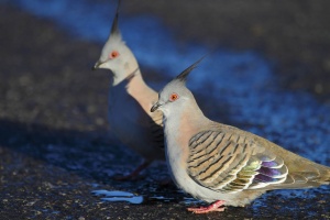 Crested Pigeon