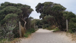 Moonah trees along the trail
