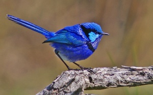 Splendid Fairy-wren male