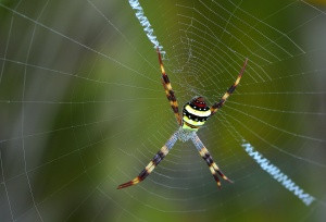 St Andrew’s Cross Spider