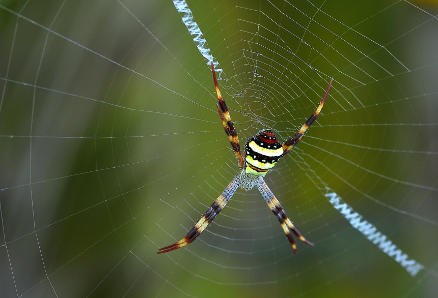 St Andrew's Cross Spider - ClimateWatch Australia- Citizen Science App