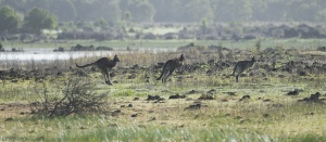 Eastern Grey Kangaroo