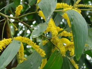Northern Black Wattle