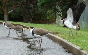Masked Lapwing
