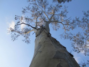 Manna Gum