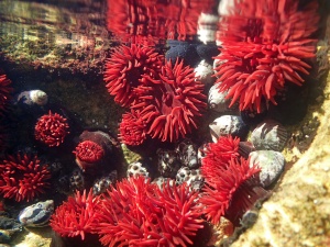 Waratah Anemone