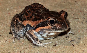 Eastern Banjo Frog