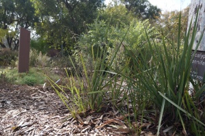 Black-anther Flax-lily