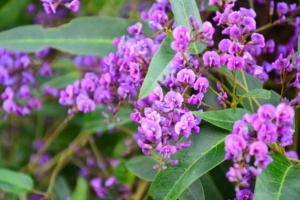 Native Wisteria
