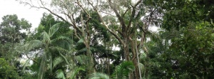 Doonan Creek Environment Reserve forest canopy