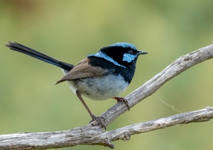 Superb Fairy-wren male
