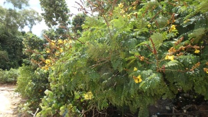 Yellow Flame Tree