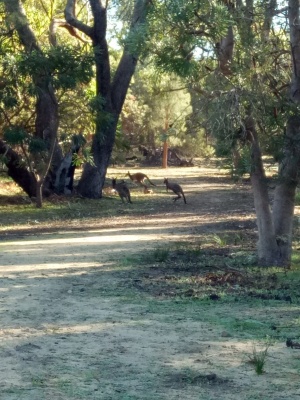 Marlee Reserve, WA