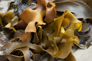 Bull Kelp