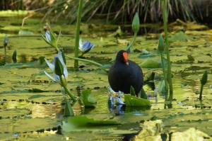 Dusky Moorhen