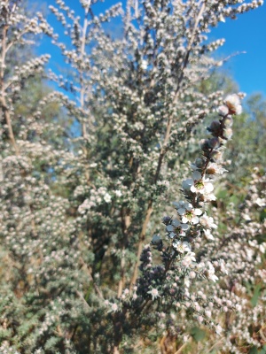Woolly Tea-Tree