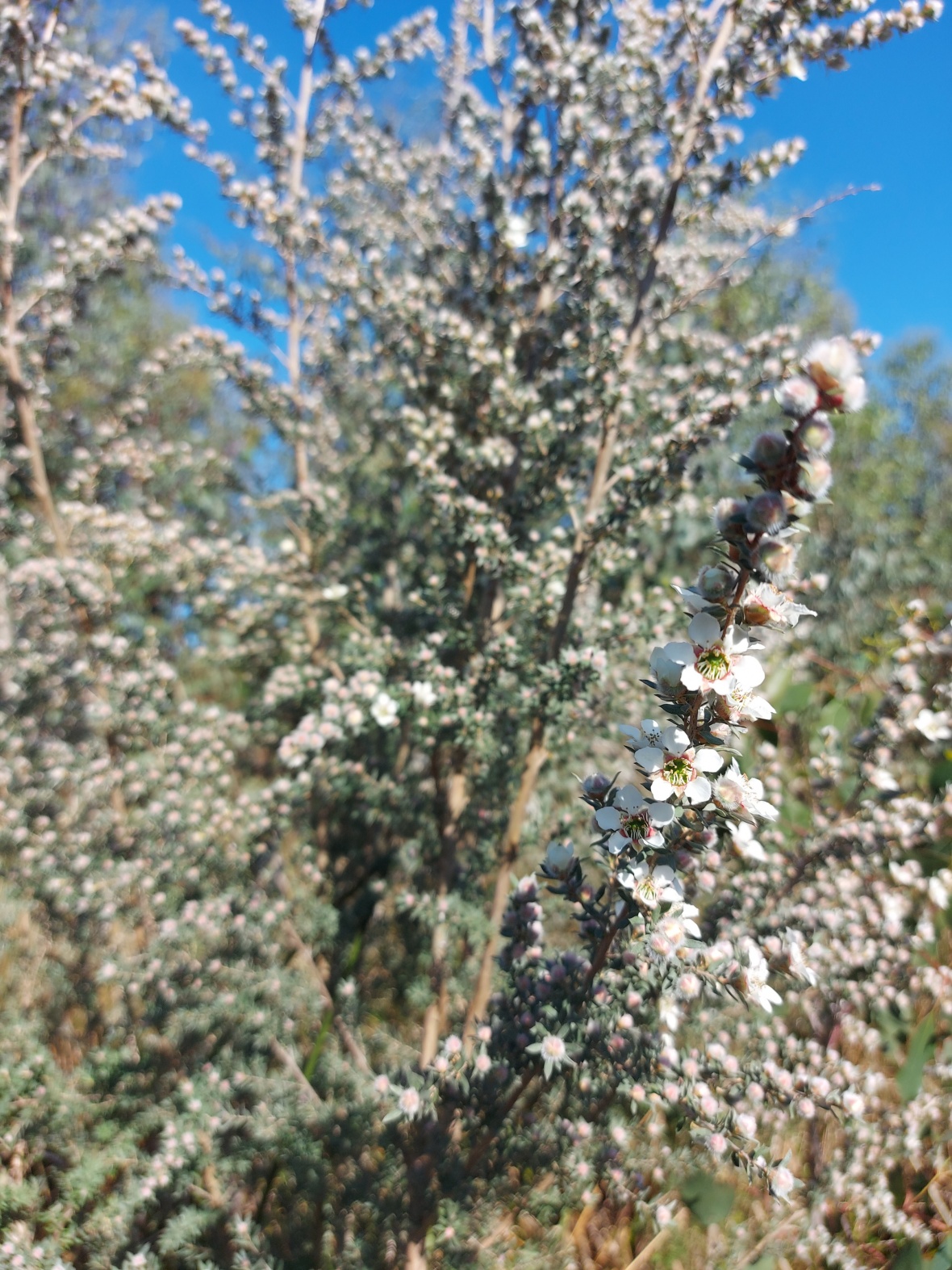 Woolly Tea tree ClimateWatch Australia Citizen Science App