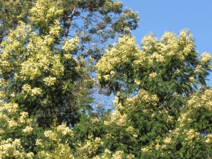 Black Wattle