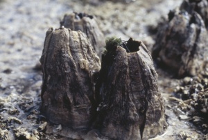 Giant Rock Barnacle