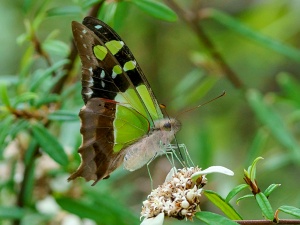 Macleay&#039;s Swallowtail