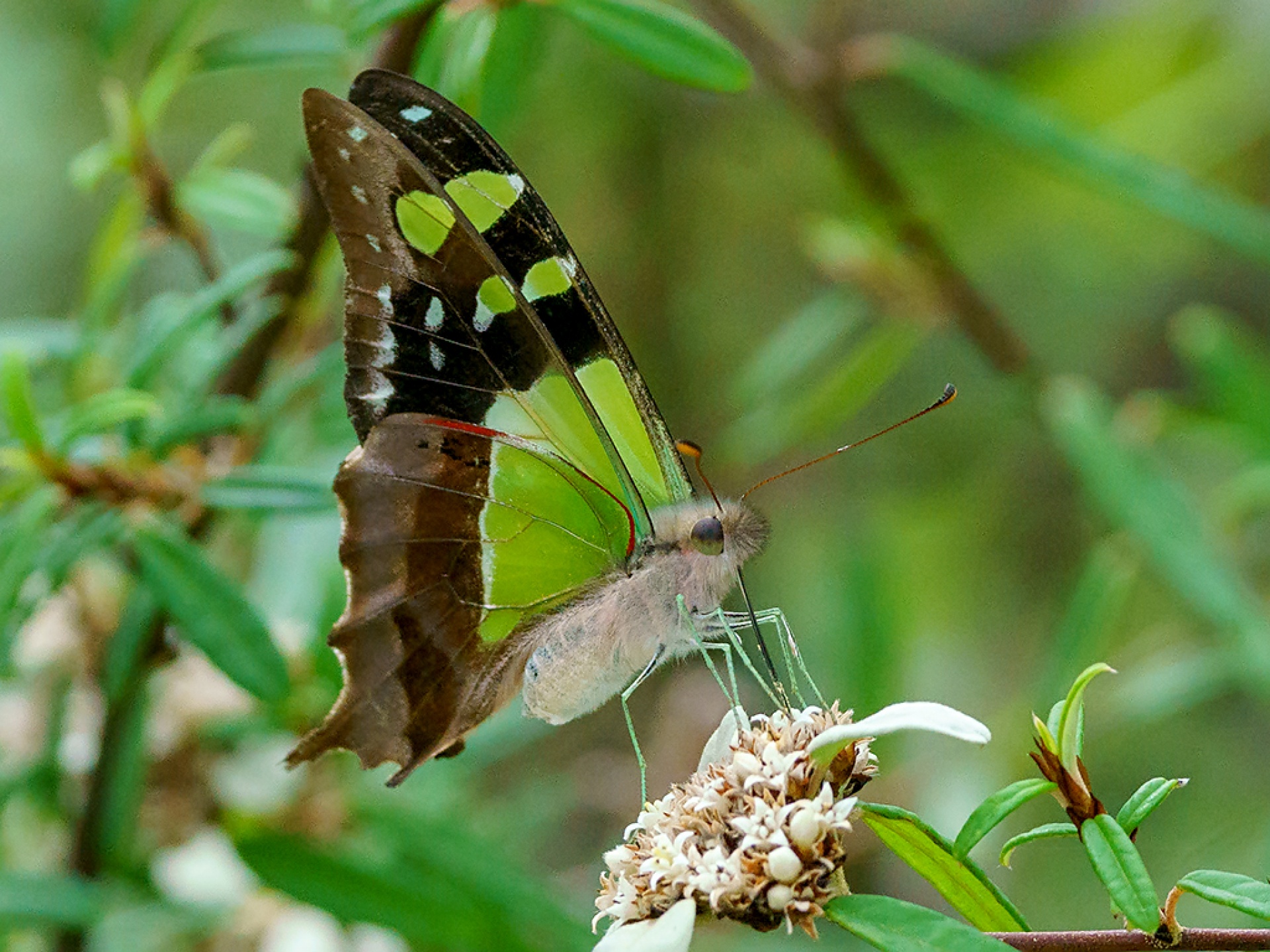 Macleay's Swallowtail - ClimateWatch Australia- Citizen