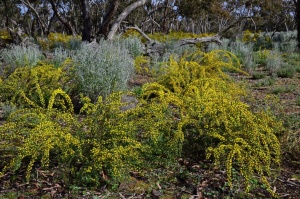 Gold-Dust Wattle