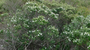 Coastal Rosemary
