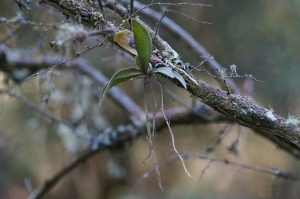 Butterfly Orchid