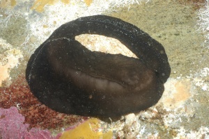 Elephant Snail