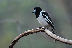 Pied Butcherbird