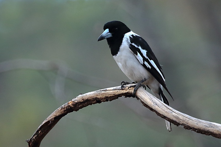 Pied Butcherbird ClimateWatch Australia Citizen Science App