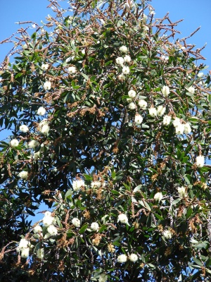 Broad-leaf Paperbark