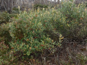 Mountain Grevillea