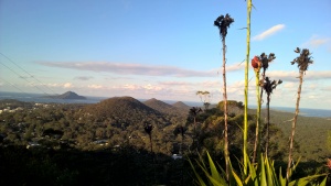 Gymea Lily