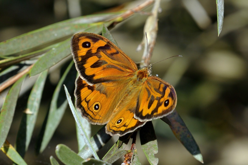 Common Brown Butterfly ClimateWatch Australia Citizen Science App