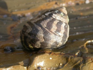 Ribbed Top Shell