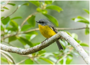 Eastern Yellow Robin, Maroochy Wetlands Sanctuary 