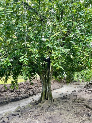 Namambe - Polynesian Chestnut