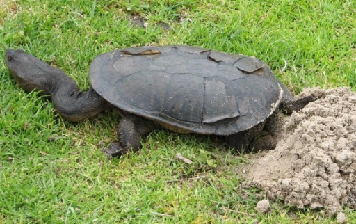 Oblong Turtle