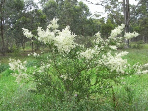 Sweet Bursaria